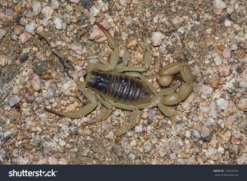 Is The Giant Hairy Scorpion Poisonous Or Dangerous?