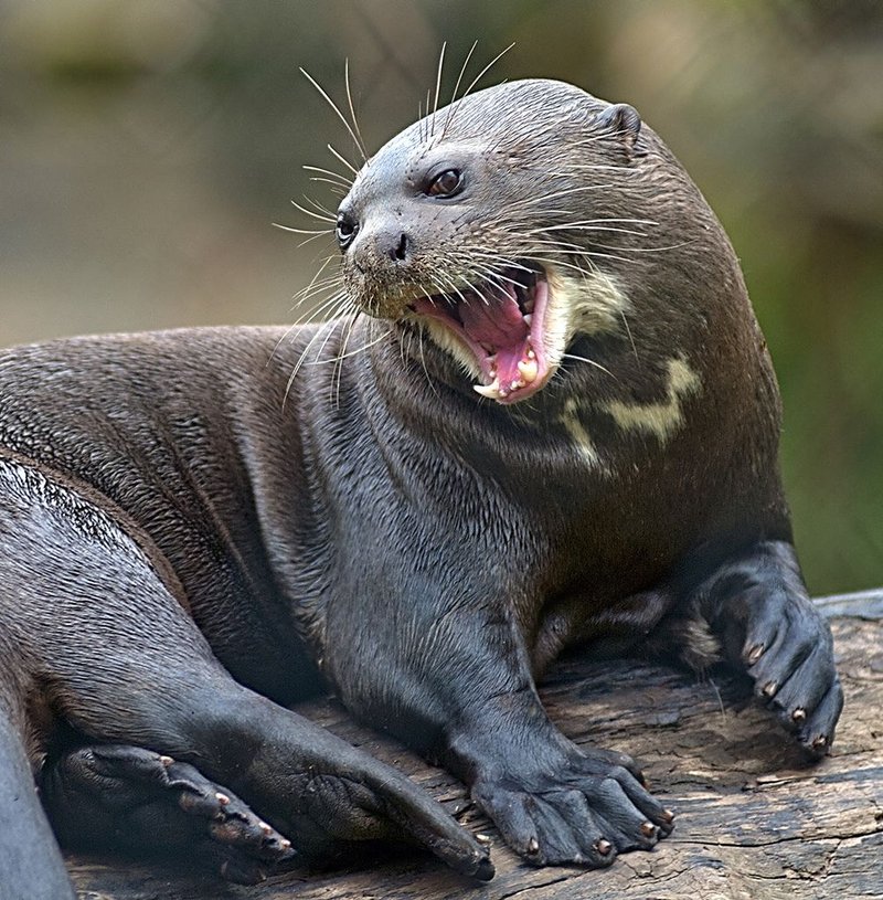 Is The Giant Otter Endangered? Global Conservation Insights