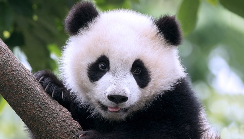 Is The Giant Panda Endangered? Global Conservation Insights