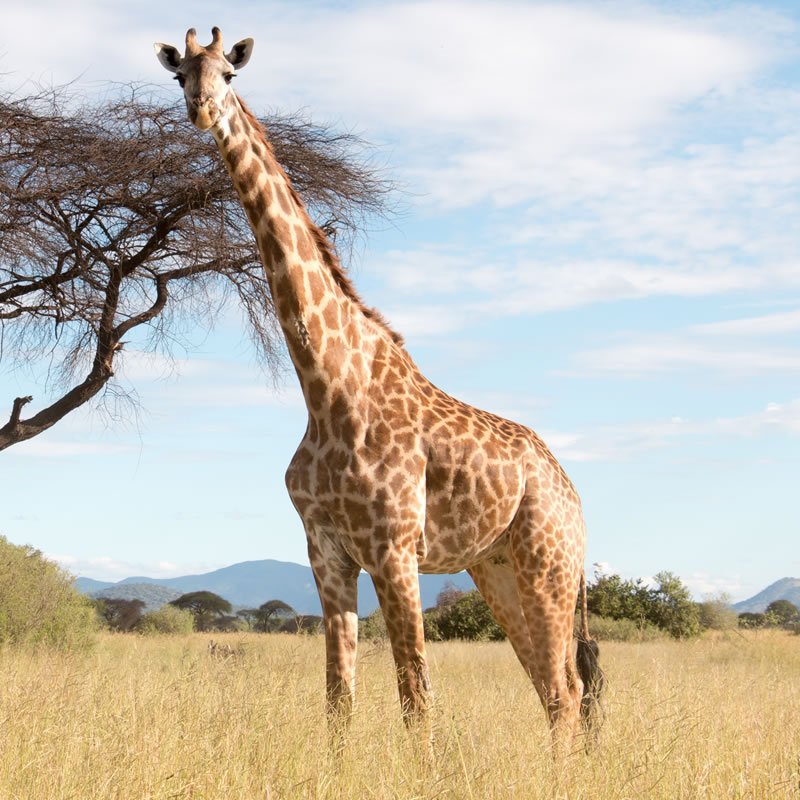 Is The Giraffe Endangered? Global Conservation Insights