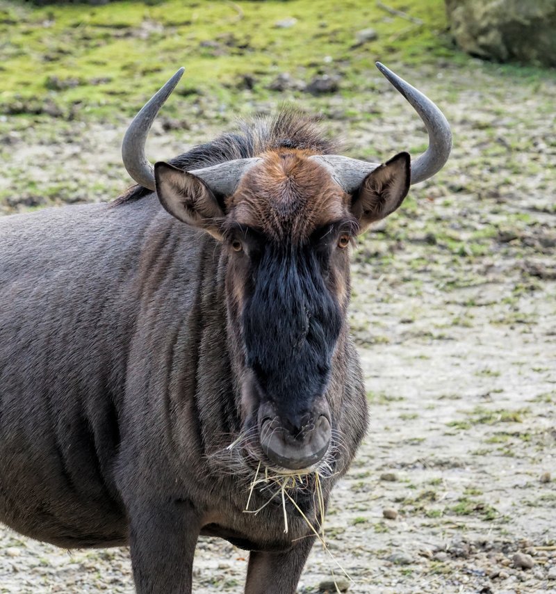 Is The Gnu Endangered? Global Conservation Insights