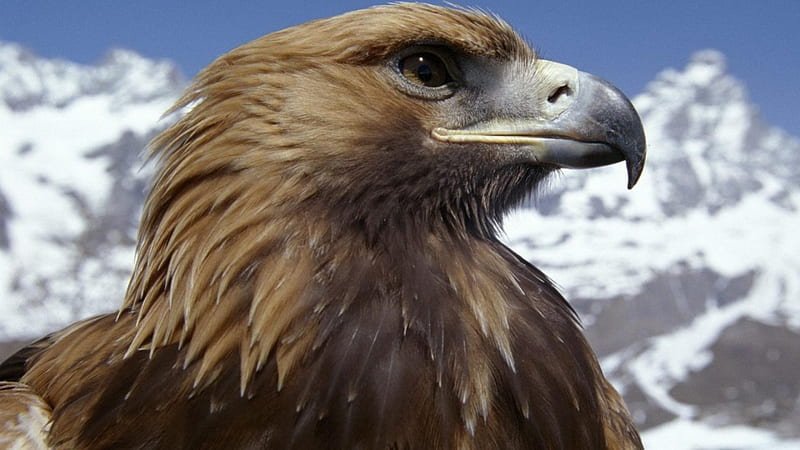 Is The Golden Eagle Threatened Or Endangered?