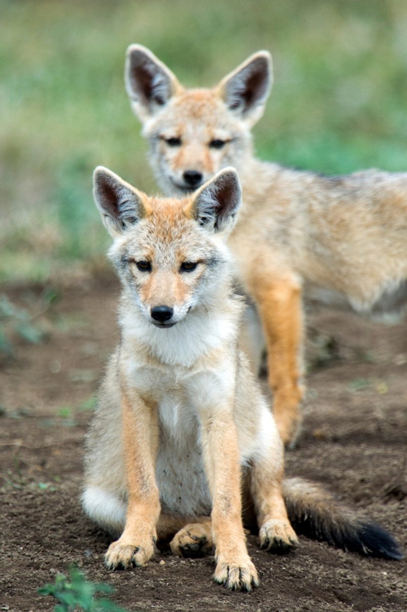 Is The Golden Jackal Endangered? Global Conservation Insights