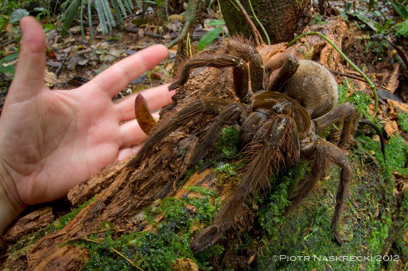 Is The Goliath Birdeater Dangerous Or Aggressive?
