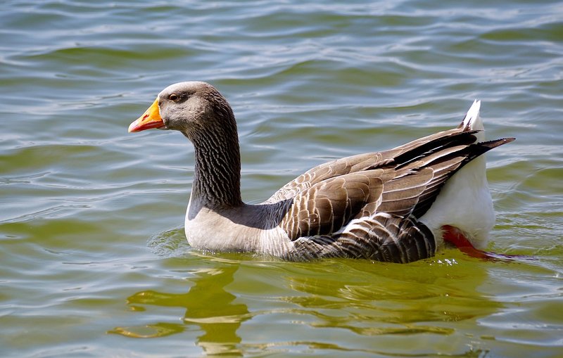 Is The Goose Threatened Or Endangered?