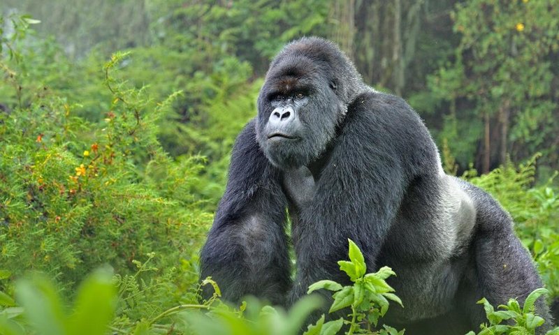 Is The Gorilla Endangered? Global Conservation Insights