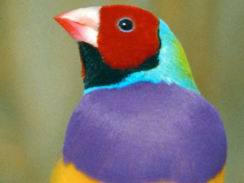 Is The Gouldian Finch Threatened Or Endangered?