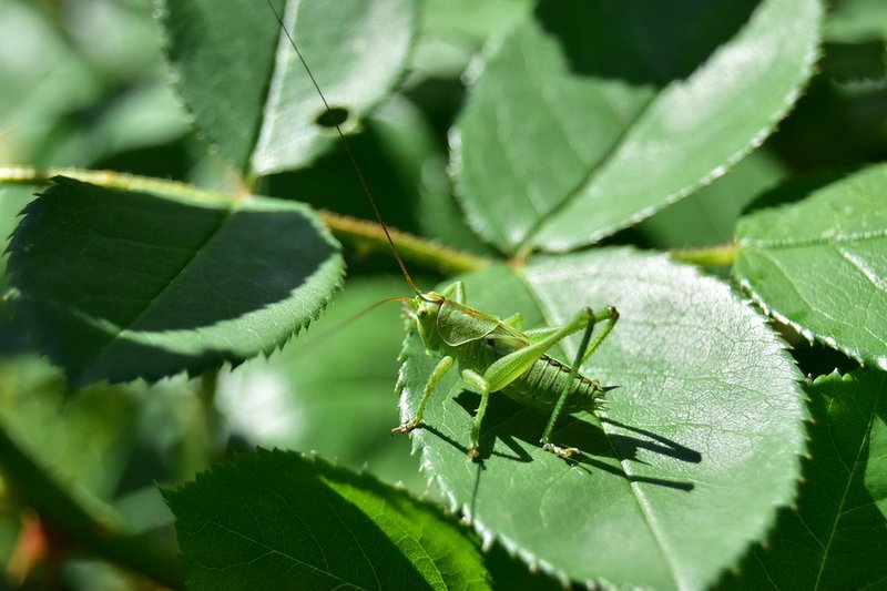 Is The Grasshopper Dangerous To Humans?