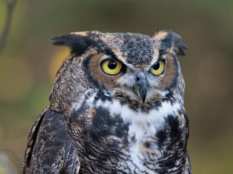 Is The Great Horned Owl Threatened Or Endangered?