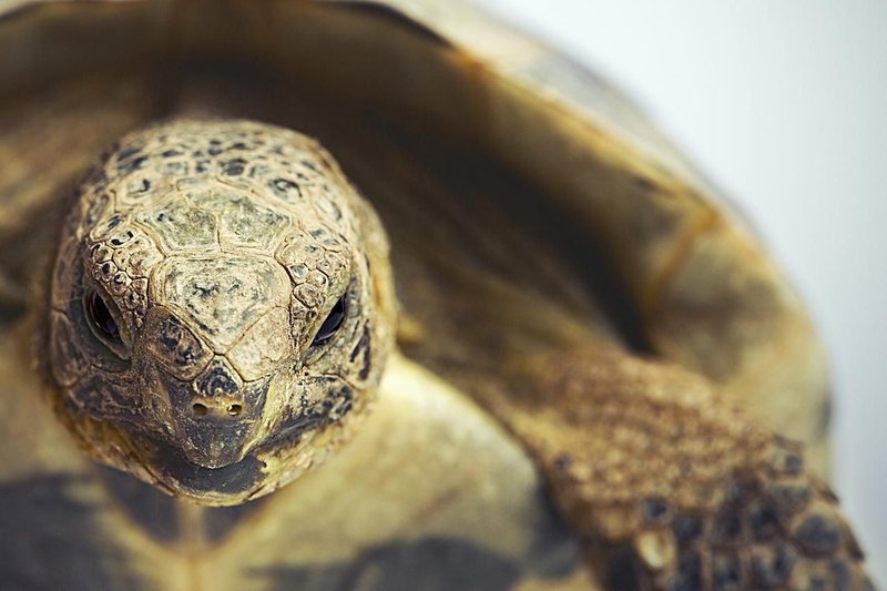 Is The Greek Tortoise Friendly With Humans And Other Pets?