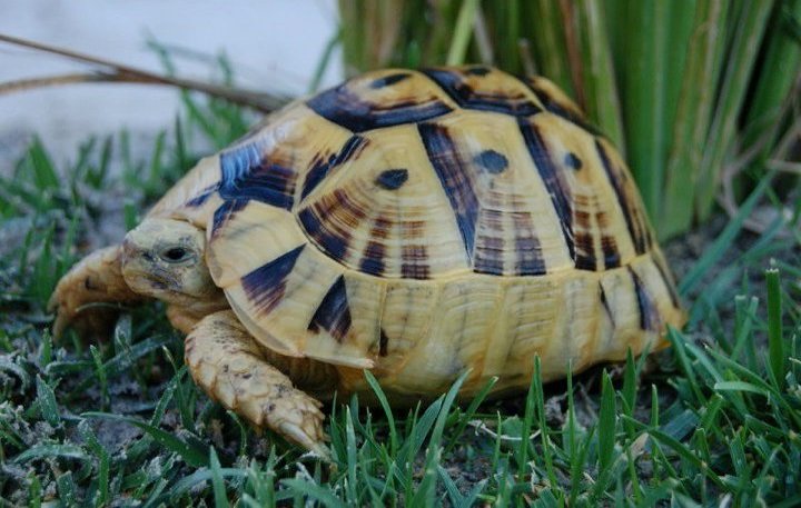 Is The Greek Tortoise Good For Beginners?