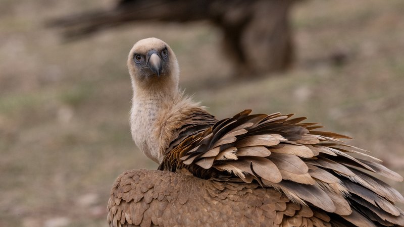 Is The Griffon Vulture Endangered? Global Conservation Insights