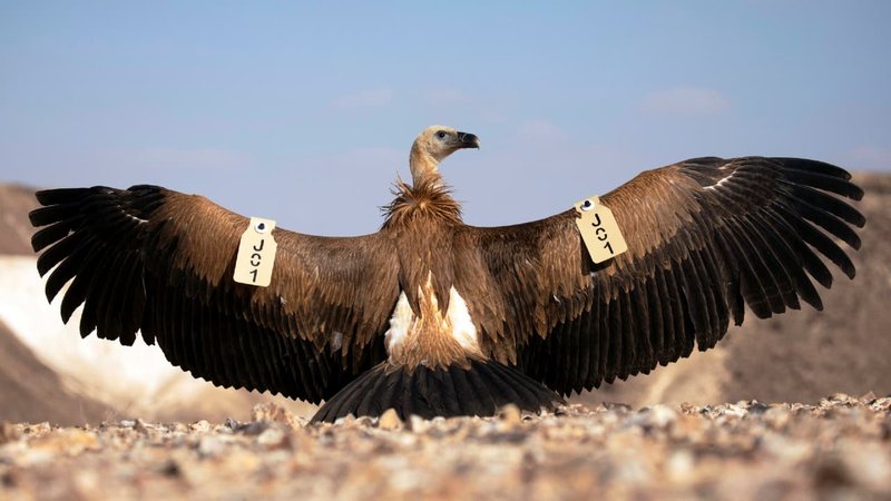 Is The Griffon Vulture Threatened Or Endangered?