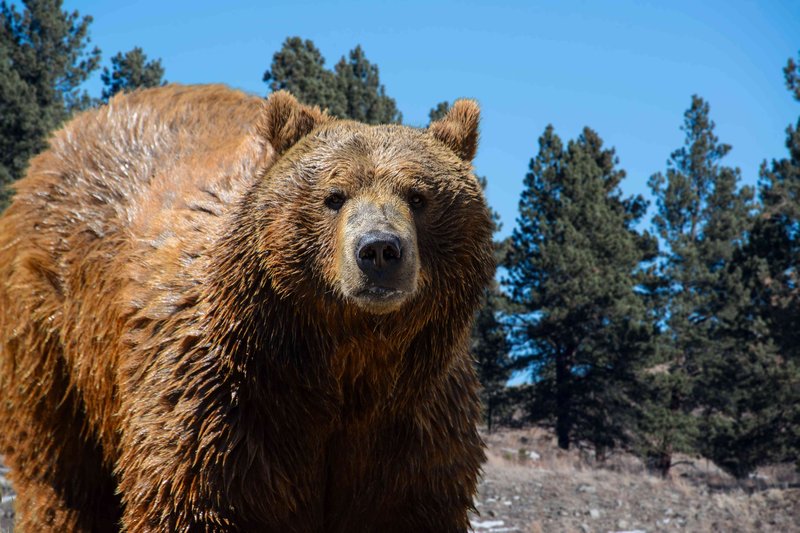 Is The Grizzly Bear Endangered? Global Conservation Insights