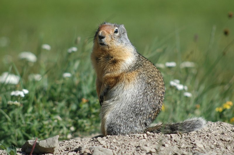 Is The Ground Squirrel Endangered? Global Conservation Insights