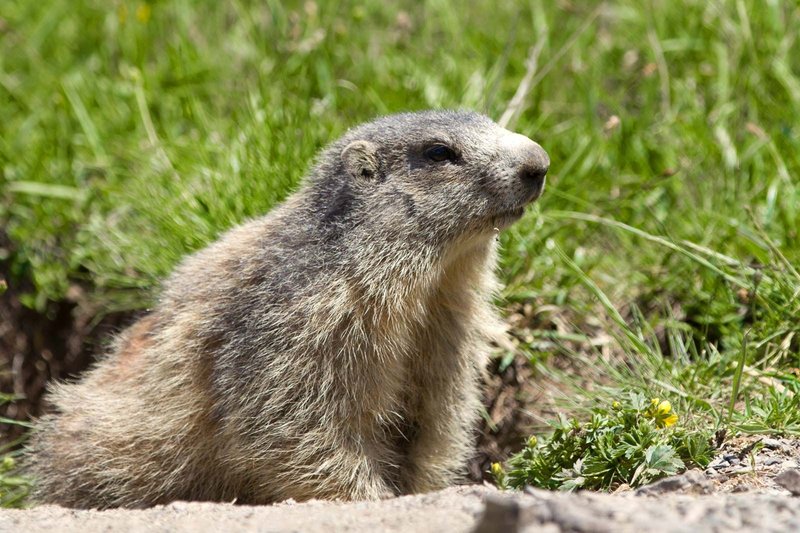 Is The Groundhog Endangered? Global Conservation Insights