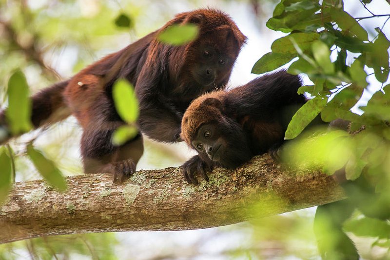 Is The Guariba (Howler Monkey) Endangered? Global Conservation Insights