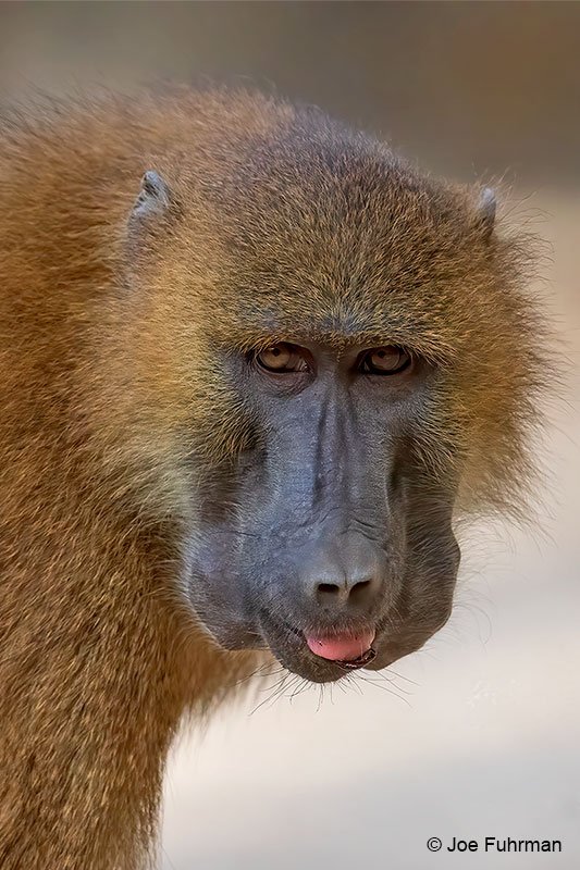 Is The Guinea Baboon Endangered? Global Conservation Insights