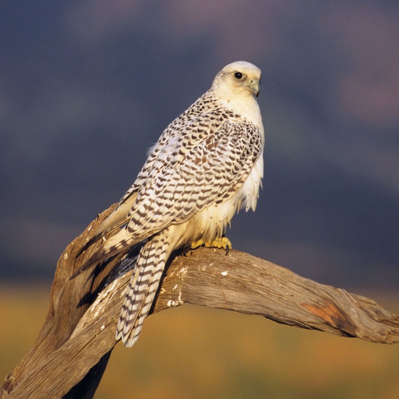 Is The Gyrfalcon Endangered? Global Conservation Insights