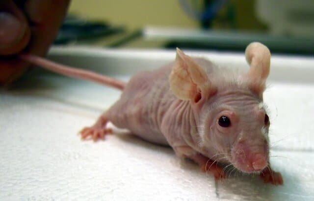 Is The Hairless Mouse A Good Pet? Pros And Cons