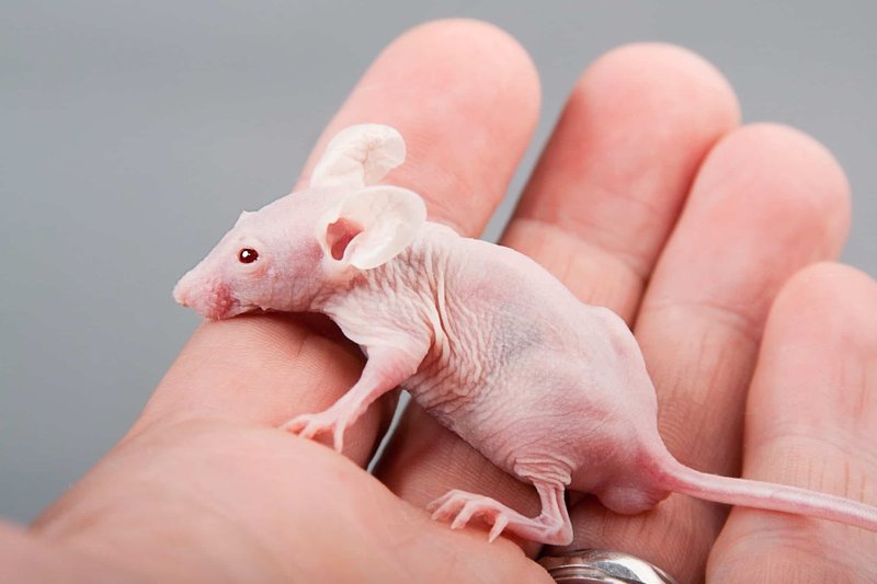 Is The Hairless Rat Right For You? Pros And Cons Explained
