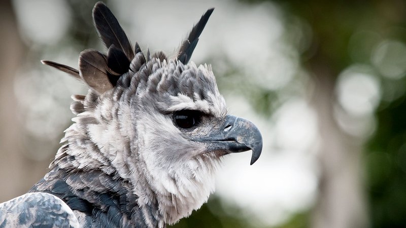 Is The Harpy Eagle Threatened Or Endangered?