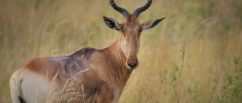Is The Hartebeest Endangered? Global Conservation Insights