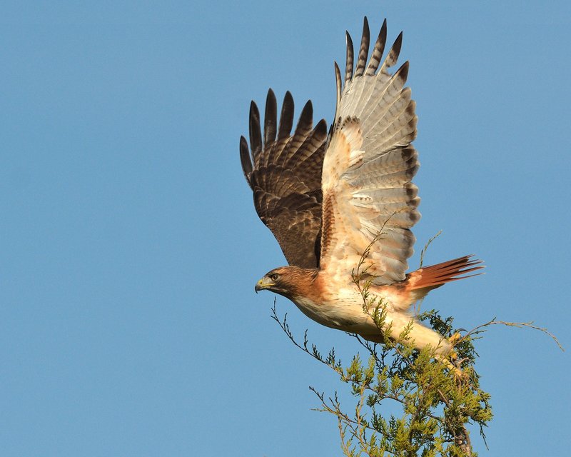 Is The Hawk Threatened Or Endangered?