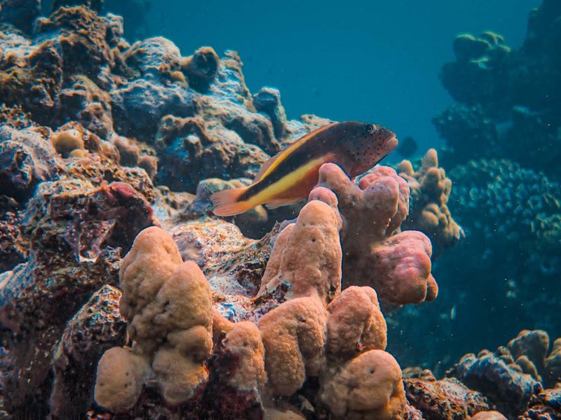 Is The Hawkfish Reef Safe? Compatibility With Coral