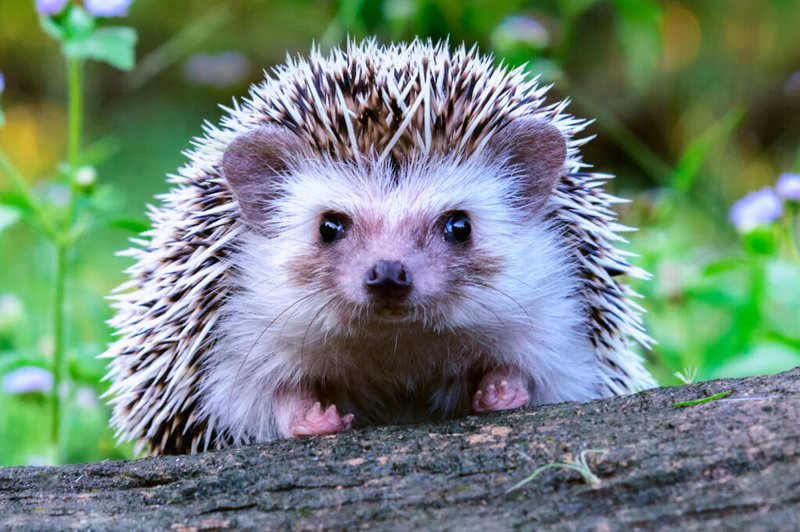 Is The Hedgehog Endangered? Global Conservation Insights