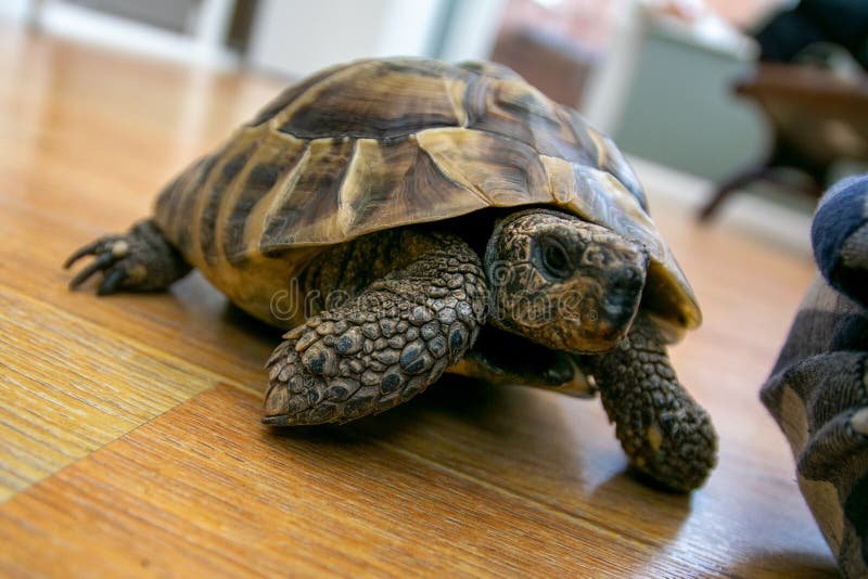 Is The Hermann'S Tortoise Friendly With Humans And Other Pets?