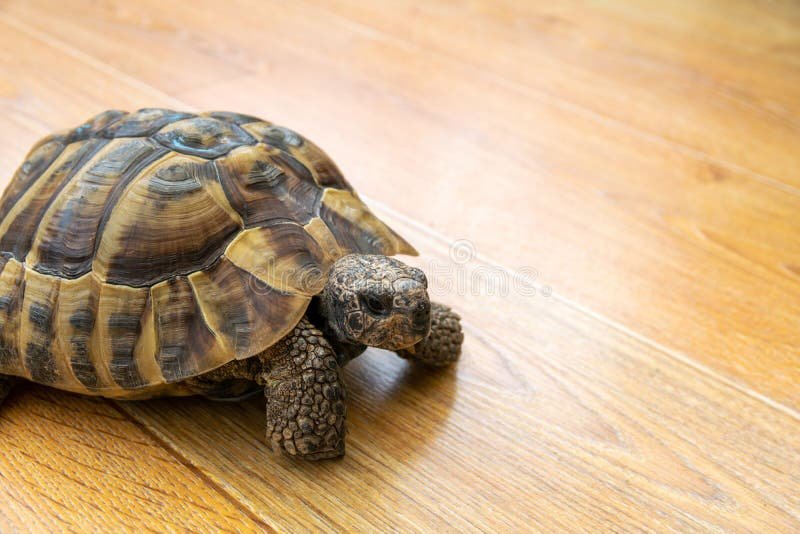 Is The Hermann'S Tortoise Good For Beginners?