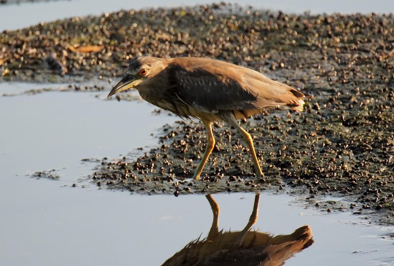 Is The Heron Threatened Or Endangered?