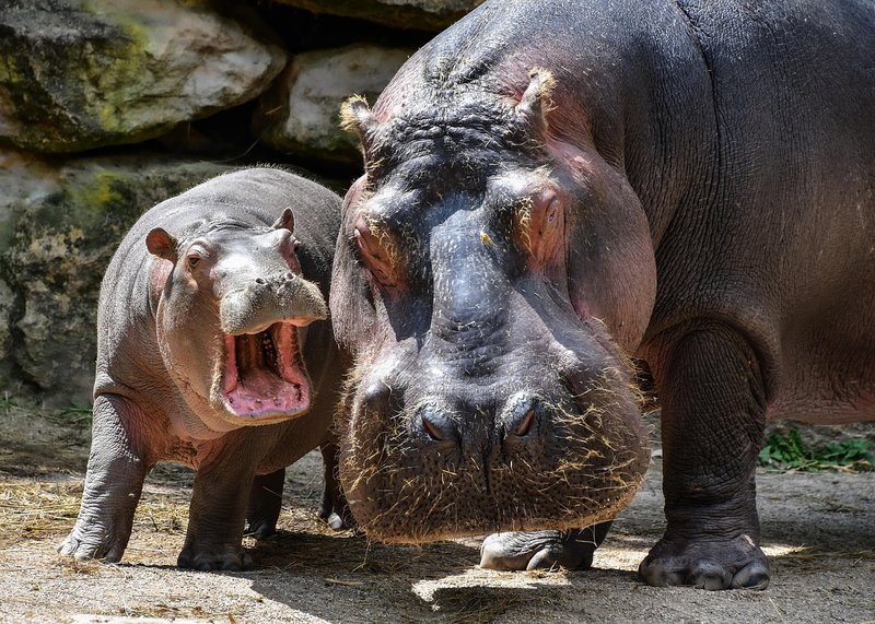 Is The Hippopotamus Endangered? Global Conservation Insights