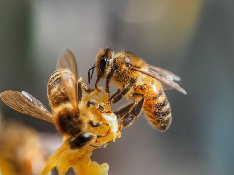 Is The Honey Bee Dangerous To Humans?