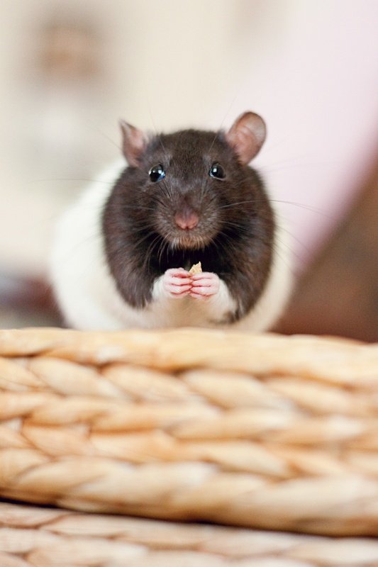 Is The Hooded Rat Right For You? Pros And Cons Explained