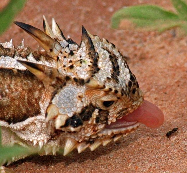 Is The Horned Lizard Endangered? Global Conservation Insights
