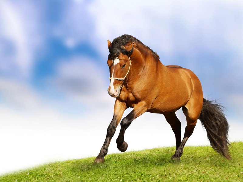 Is The Horse Endangered? Global Conservation Insights