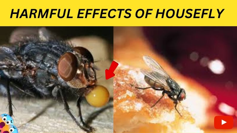 Is The Housefly Dangerous To Humans?