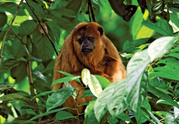 Is The Howler Monkey Endangered? Global Conservation Insights