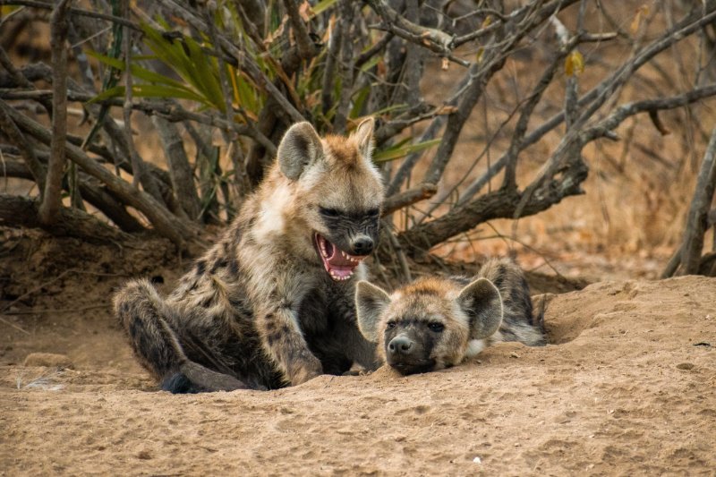 Is The Hyaena Endangered? Global Conservation Insights