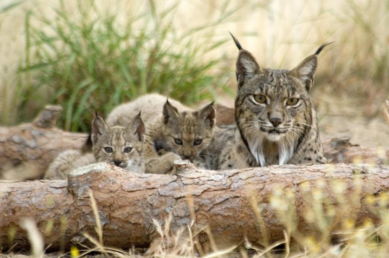 Is The Iberian Lynx Endangered? Global Conservation Insights