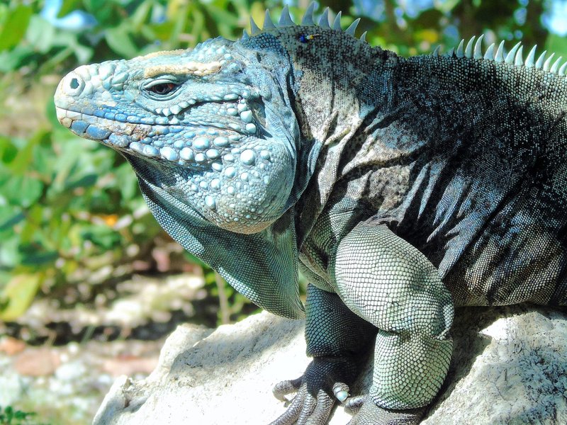 Is The Iguana Endangered? Conservation Efforts Explained