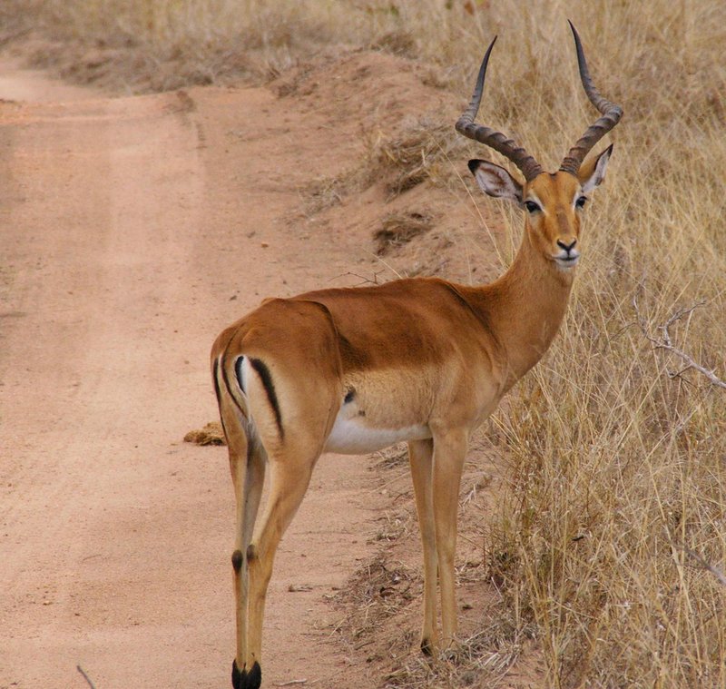 Is The Impala Endangered? Global Conservation Insights