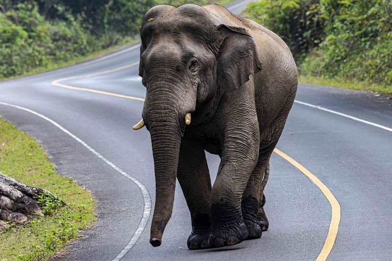 Is The Indian Elephant Endangered? Global Conservation Insights