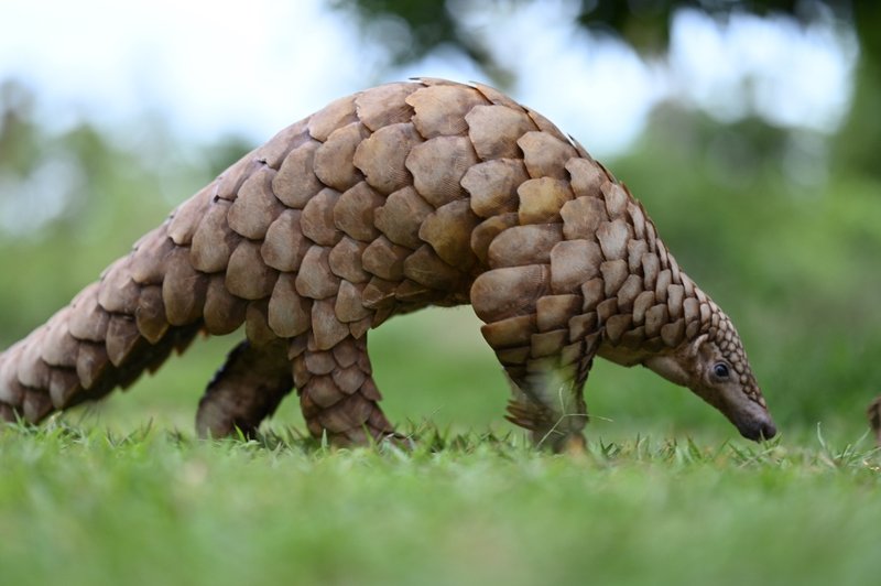 Is The Indian Pangolin Endangered? Global Conservation Insights