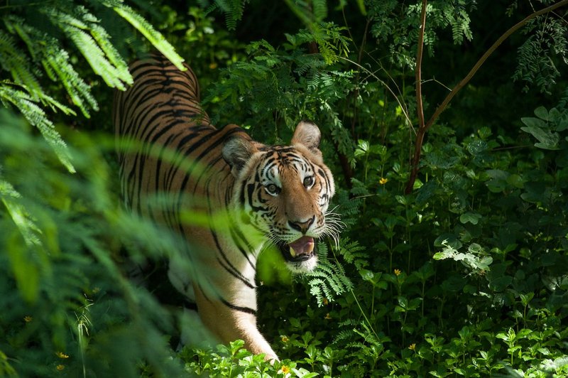 Is The Indochinese Tiger Endangered? Global Conservation Insights