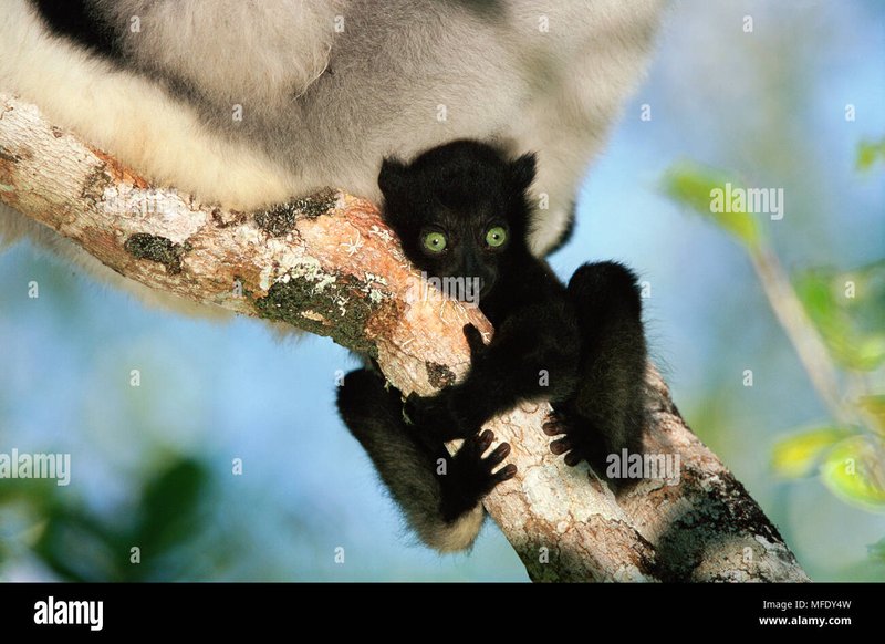 Is The Indri Endangered? Global Conservation Insights
