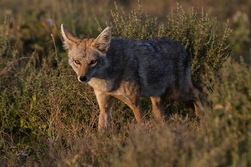 Is The Jackal Endangered? Global Conservation Insights
