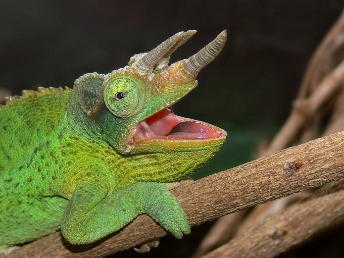 Is The Jackson'S Chameleon Aggressive Or Friendly?